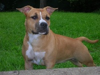 Étalon American Staffordshire Terrier - Betty boop a rising star (eva) of she devil