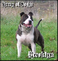 Étalon American Staffordshire Terrier - Val Kicker aka "Brooklyn" The upper staff kennel