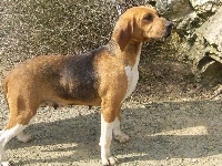 Étalon Beagle-Harrier - Calypso du minez guellec