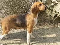 Étalon Beagle-Harrier - Calypso du minez guellec