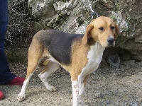 Étalon Beagle-Harrier - Emeraude du minez guellec