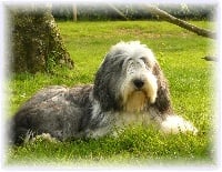 Étalon Bearded Collie - Cristal de Chester