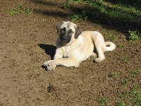 Étalon Berger Kangal - Ermine athéna du Domaine de Sara