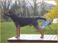 Étalon Border Terrier - gibas Grand marnier