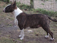Étalon Bull Terrier - javarke only daemons dare