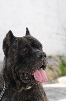 Étalon Cane Corso - Godzilla (Sans Affixe)