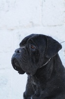 Étalon Cane Corso - Romanus (Sans Affixe)