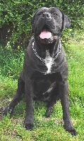 Étalon Cane Corso - Diabolo menthe (dite dia) des contes de Lola