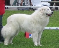 Étalon Chien de Montagne des Pyrenees - CH. lumienkelin Amatsoni