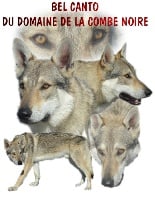 Étalon Chien-loup tchecoslovaque - CH. Bel canto Du domaine de la combe noire