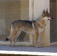 Étalon Chien-loup tchecoslovaque - CH. Baika Du domaine de la combe noire