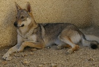 Étalon Chien-loup tchecoslovaque - CH. CassiopÉe Du domaine de la combe noire