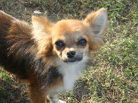 Étalon Chihuahua - Enguun du tuc