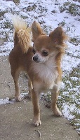Étalon Chihuahua - Gepetto Souvenir Cheyenne