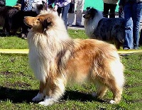 Étalon Colley à poil long - alsting Lailec sanraiz