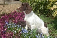 Étalon English Springer Spaniel - TR. CH. ffynonlas Betsan dit djazzy