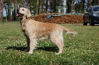 Étalon Golden Retriever - Sweetie Du plateau des abeilles