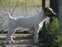 Étalon Jack Russell Terrier - Decybelle des Apollons de Garras