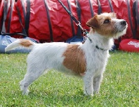 Étalon Jack Russell Terrier - Pocket vom lothar sturm