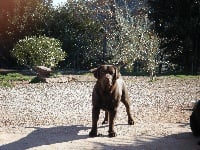 Étalon Labrador Retriever - Denver du Grand Cassieu Titre Initial