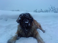 Étalon Leonberger - D'Grop d'el Guinell