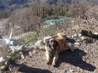 Étalon Leonberger - C'Xula d'el Guinell