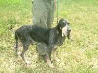 Étalon Petit bleu de Gascogne - Valou (Sans Affixe)