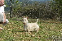 Étalon Scottish Terrier - Evita perron Du Moulin De Brousse
