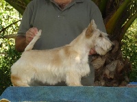 Étalon Scottish Terrier - eastman's Bernadette