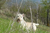Étalon Scottish Terrier - CH. Adorable Brousse du Moulin de Mac Grégor