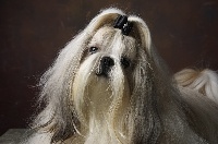 Étalon Shih Tzu - CH. Vezo du domaine des Landes