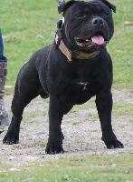 Étalon Staffordshire Bull Terrier - Compact Bull's Don diago