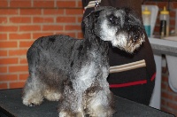 Étalon Terrier Tchèque - Damocles Du champ d'eole