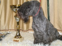 Étalon Terrier Tchèque - Cybelle Des Diablotins De L'Ozon