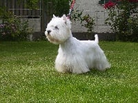 Étalon West Highland White Terrier - Vitaly's Du manoir de basse fontaine