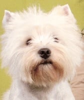 Étalon West Highland White Terrier - Danka de Lady Pendora