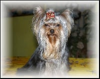 Étalon Yorkshire Terrier - CH. Elwynn De la villa du sieur paoli