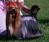 Étalon Yorkshire Terrier - CH. Debonaire's Discovery