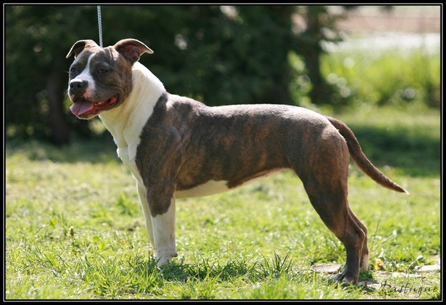 Publication : du Domaine de Kheops Auteur : Gorliez Aurélie