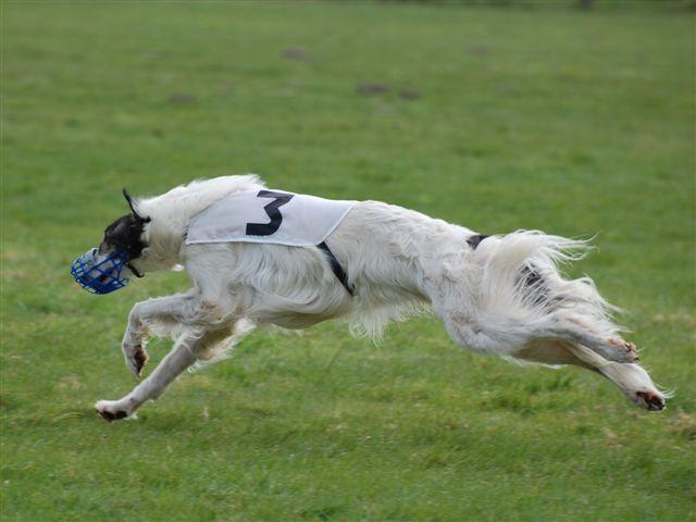 Publication : Van wisinskaja