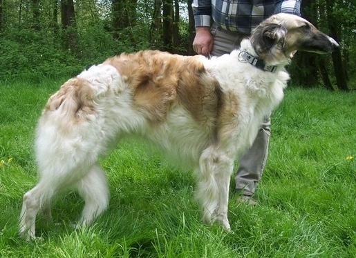 Publication : Van wisinskaja