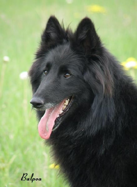 Publication : Balpoa Auteur : s.r. pE s. IntCh. Arisies Balpoa