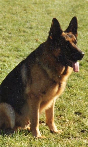 Verlaine de la résidence du loup de la flamantière