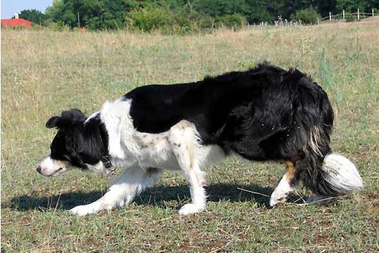 Tegwen isds 246675 (Sans Affixe)