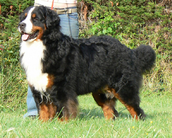 Publication : des Légendes Féeriques Auteur : Des Légendes Féeriques