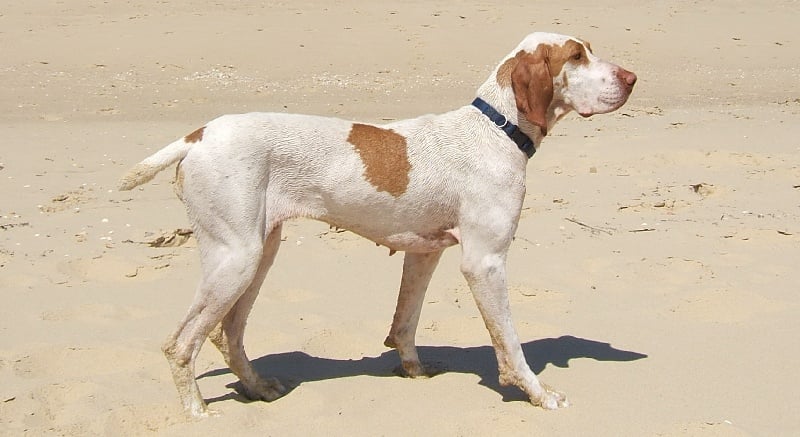 Publication : Des Forbans De La Penaille Auteur : Patrick Larquey