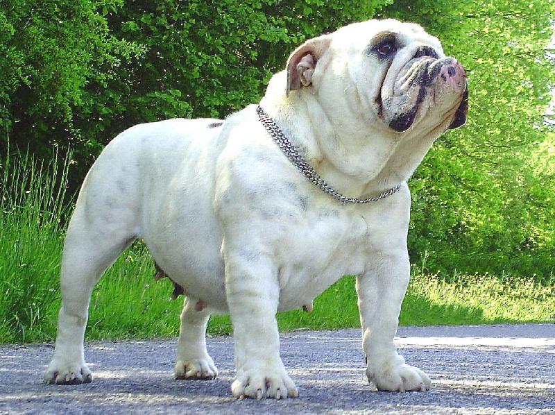 Publication : Mybull Auteur : bullscker