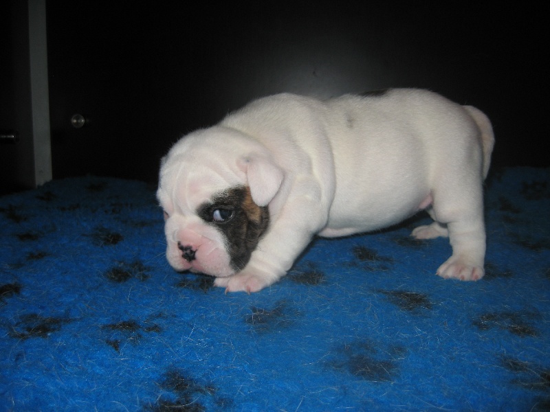  Auteur : OLLIVIER ANITA