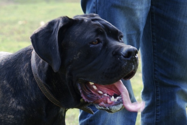 Publication : Amico Della Gente 