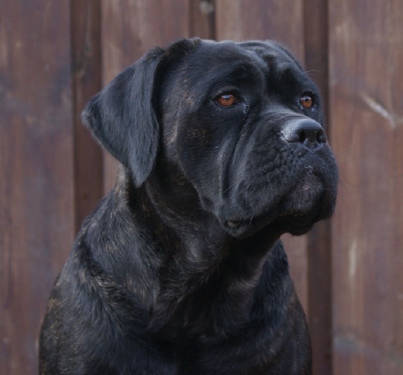 Publication : Amico Della Gente Auteur : Petra Boosten